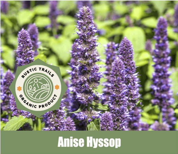 Anise Hyssop, also know as Agastache foeniculum